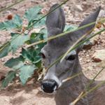 White-tailed Deer